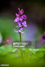 Attēlu rezultāti vaicājumam “Corydalis cava leaf”