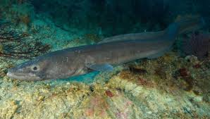 Image result for Conger conger