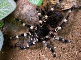 Znalezione obrazy dla zapytania geniculata