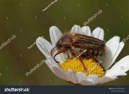 Attēlu rezultāti vaicājumam “Amphimallon solstitiale imago”