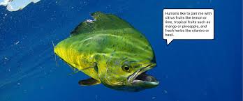 Image result for Coryphaena hippurus