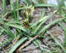 Attēlu rezultāti vaicājumam “Blysmus compressus”