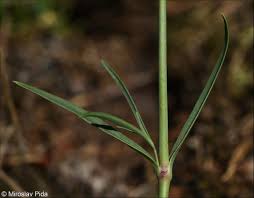 Attēlu rezultāti vaicājumam “Gypsophila fastigiata”