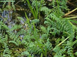 Attēlu rezultāti vaicājumam “Berula erecta”