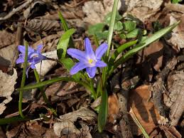 Attēlu rezultāti vaicājumam “Scilla luciliae”