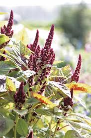 Image result for Fuchsschwanz