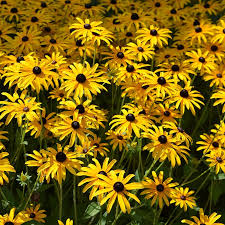 Image result for Rudbeckia fulgida