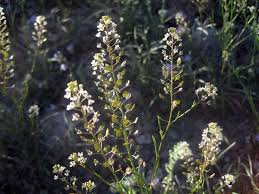 Attēlu rezultāti vaicājumam “Lepidium densiflorum flower”