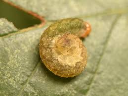 Attēlu rezultāti vaicājumam “Mamestra brassicae larva”