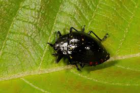 Attēlu rezultāti vaicājumam “Erotylidae”