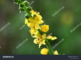Attēlu rezultāti vaicājumam “Agrimonia pilosa flower”