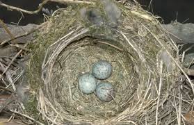 Attēlu rezultāti vaicājumam “Turdus viscivorus nest”