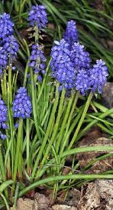 Attēlu rezultāti vaicājumam “Muscari botryoides flower”