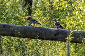Attēlu rezultāti vaicājumam “Garrulus glandarius adult”