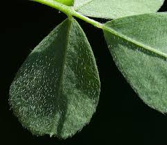 Attēlu rezultāti vaicājumam “Medicago lupulina leaf”