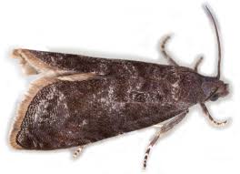 Attēlu rezultāti vaicājumam “Grapholita funebrana larva”