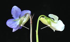 Attēlu rezultāti vaicājumam “Viola rupestris flower”