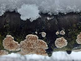 Attēlu rezultāti vaicājumam “Basidioradulum radula”