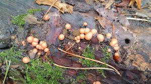 Attēlu rezultāti vaicājumam “Oligonema favogineum sessile”