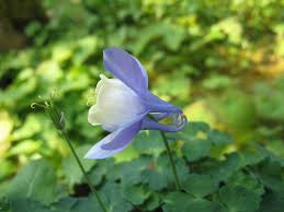 Image result for Akelei