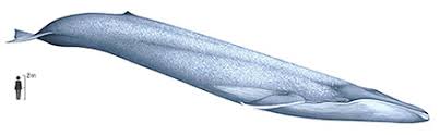 Image result for Balaenoptera musculus