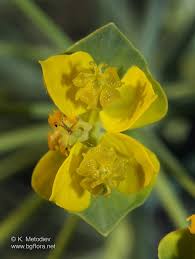 Attēlu rezultāti vaicājumam “Euphorbia cyparissias flower”