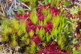 Attēlu rezultāti vaicājumam “Dicranum undulatum”