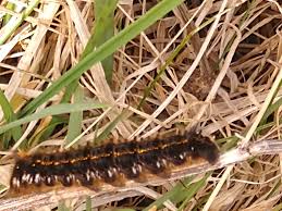 Attēlu rezultāti vaicājumam “Euthrix potatoria larva”
