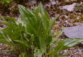 Attēlu rezultāti vaicājumam “Scorzonera humilis leaf”
