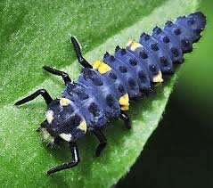 Attēlu rezultāti vaicājumam “Coccinella septempunctata”