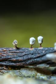 Attēlu rezultāti vaicājumam “Diderma hemisphaericum macro”