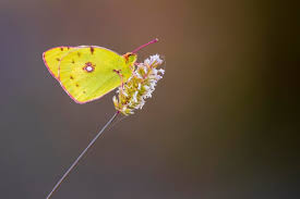 Attēlu rezultāti vaicājumam “Colias croceus”