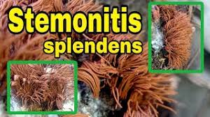 Attēlu rezultāti vaicājumam “Stemonitis splendens stalked”