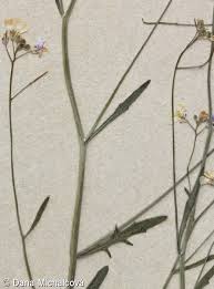 Attēlu rezultāti vaicājumam “Cardaminopsis arenosa fruit”