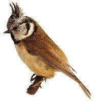 Attēlu rezultāti vaicājumam “Lophophanes cristatus”