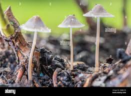 Attēlu rezultāti vaicājumam “Diderma effusum young”