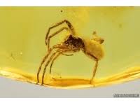 Attēlu rezultāti vaicājumam “Aphrophoridae nymph”