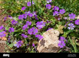 Attēlu rezultāti vaicājumam “Geranium pyrenaicum”