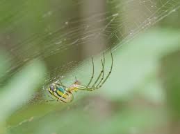 Attēlu rezultāti vaicājumam “Tetragnathidae”