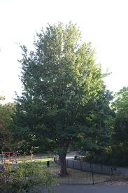 Attēlu rezultāti vaicājumam “Acer campestre”