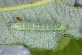 Attēlu rezultāti vaicājumam “Nycteola degenerana”