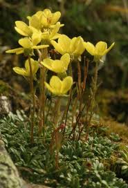 Attēlu rezultāti vaicājumam “Saxifraga hirculus flower”