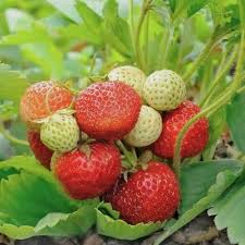 Attēlu rezultāti vaicājumam “Fragaria moschata leaf”