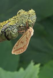 Attēlu rezultāti vaicājumam “Hepialus sylvina female”