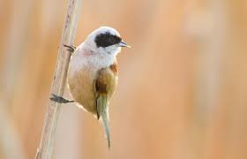 Attēlu rezultāti vaicājumam “Remiz pendulinus”
