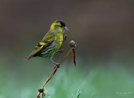 Attēlu rezultāti vaicājumam “Carduelis spinus”