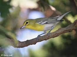 Image result for Vireo flavifrons
