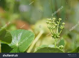 Attēlu rezultāti vaicājumam “Hydrocotyle vulgaris bud”