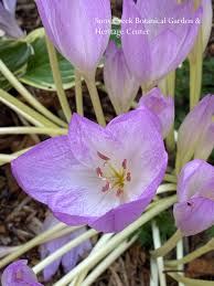 Attēlu rezultāti vaicājumam “Colchicum autumnale”