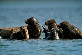 Image result for Phoca vitulina